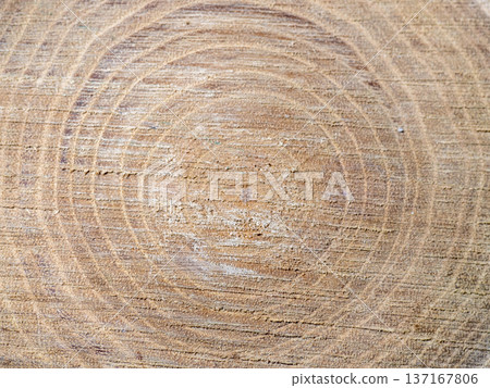 Fresh cut of a tree. Annual rings on wood. A round piece of wood. Fresh cut of a tree. Annual rings on wood. A round piece of wood. 137167806