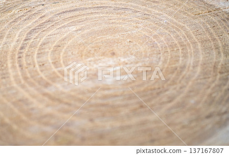 Fresh cut of a tree. Annual rings on wood. A round piece of wood. 137167807