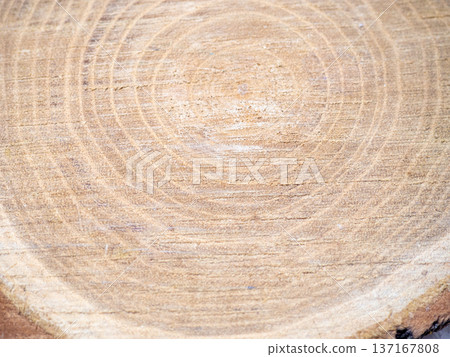 Fresh cut of a tree. Annual rings on wood.  Wood interior texture background 137167808