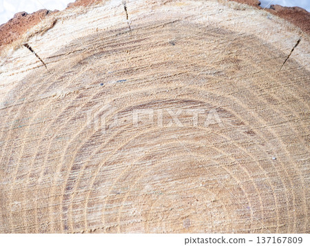 Fresh cut of a tree. Annual rings on wood. A round piece of wood. 137167809