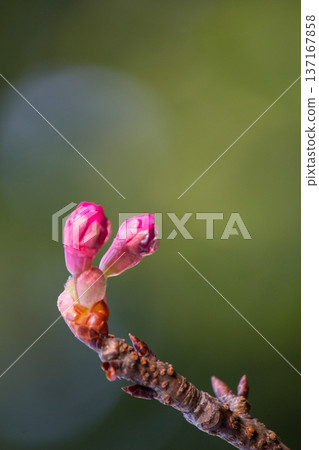 櫻桃芽 137167858
