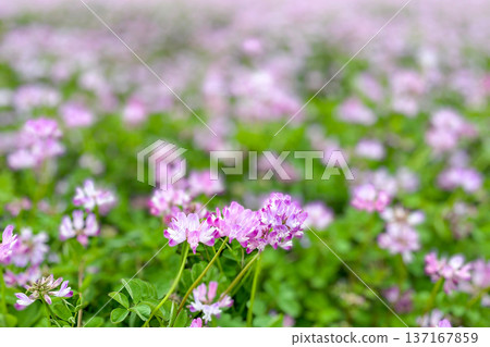 Lotus grass Lotus grass 137167859