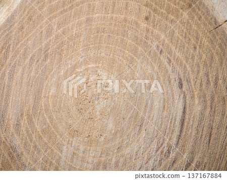 Fresh cut of a tree. Annual rings on wood. Wood interior texture background Fresh cut of a tree. Annual rings on wood. Wood interior texture background 137167884