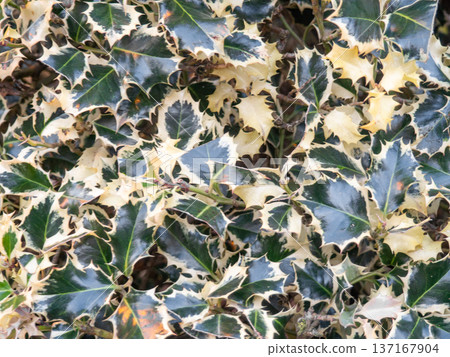albomarginata. Background of beautiful leaves. Foliage on a bush. albomarginata. Background of beautiful leaves. Foliage on a bush. 137167904
