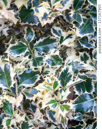 albomarginata. Background of beautiful leaves. Foliage on a bush. albomarginata. Background of beautiful leaves. Foliage on a bush. 137167905