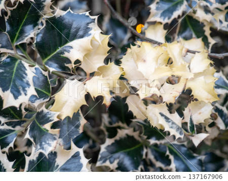 albomarginata. Background of beautiful leaves. Foliage on a bush. 137167906