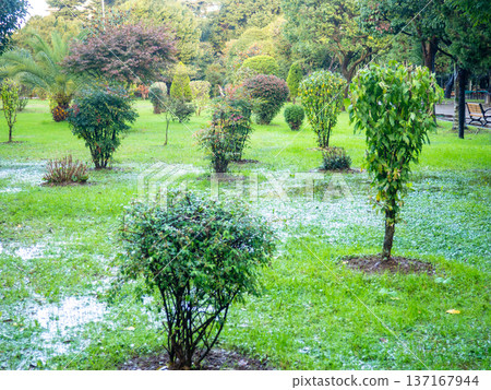 Park after the rain. Park lawn in puddles. After bad weather. Autumn in the park. Park after the rain. Park lawn in puddles. After bad weather. Autumn in the park. 137167944