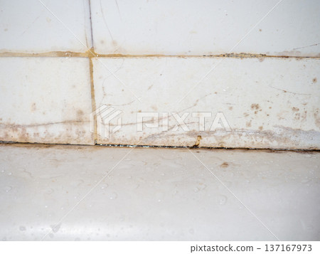 Dirty tiles in the bathroom. Black dots on bathroom enamel. Mold in the bathroom. Need a cleaning product. Cleaning product concept Dirty tiles in the bathroom. Black dots on bathroom enamel. Mold in the bathroom. Need a cleaning product. Cleaning product concept 137167973