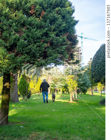 A man walks a large dog in the park. Back view. Retreating figures of a man and a dog. Vacation with a pet at the resort. A man walks a large dog in the park. Back view. Retreating figures of a man and a dog. Vacation with a pet at the resort. 137167985