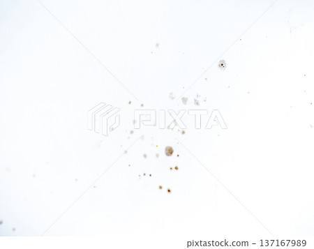 Mold on bathroom enamel. Mold spores in the bathroom. Black dots on a white background. A problem for everyday life. The need for a cleaning agent. 137167989