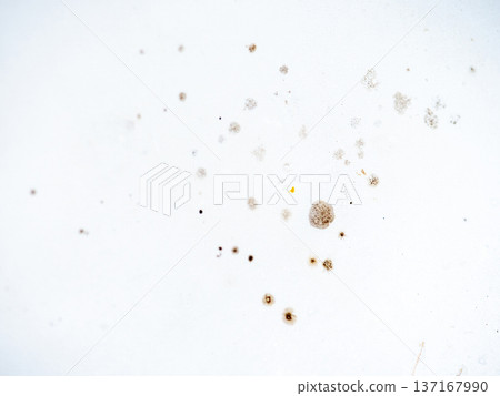 Mold on bathroom enamel. Mold spores in the bathroom. Black dots on a white background. A problem for everyday life. The need for a cleaning agent. 137167990