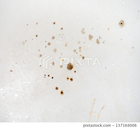 Mold on the enamel in the bathroom. Mold spores in the bathroom. Black dots on a white background. The problem of everyday life. The need for a cleaning product. Mold on the enamel in the bathroom. Mold spores in the bathroom. Black dots on a white background. The problem of everyday life. The need for a cleaning product. 137168006