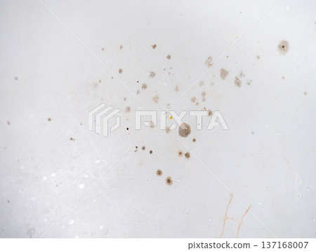 Mold on the enamel in the bathroom. Mold spores in the bathroom. Black dots on a white background. The problem of everyday life. The need for a cleaning product. Mold on the enamel in the bathroom. Mold spores in the bathroom. Black dots on a white background. The problem of everyday life. The need for a cleaning product. 137168007