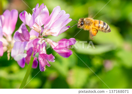Lotus grass and bee Lotus grass and bee 137168071