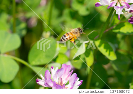  蓮花草和蜜蜂 137168072