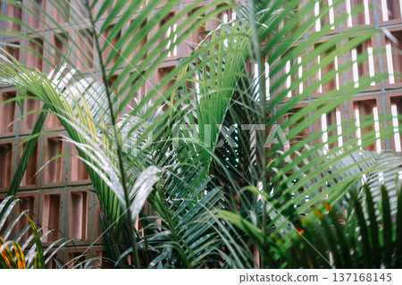 Vibrant Green Palm Fronds Against Modern Terracotta Wall 137168145