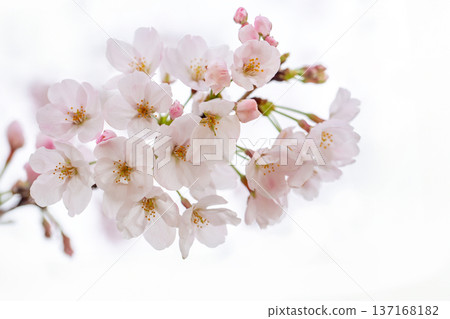 Cherry Blossoms	 137168182