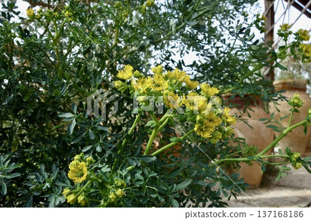 Common rue in full bloom Common rue in full bloom 137168186