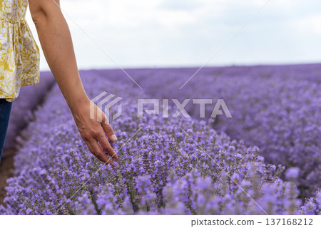 Touching the lavender. Touching the lavender. 137168212
