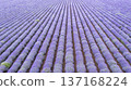 Aerial view of lavender field. 137168224