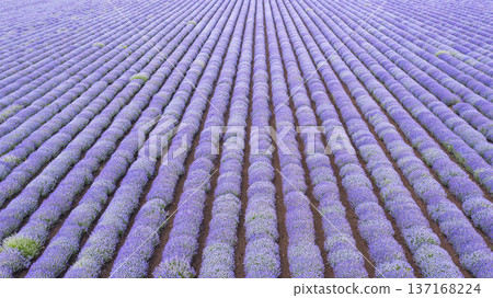 Aerial view of lavender field. Aerial view of lavender field. 137168224