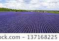 Aerial view of lavender field. 137168225