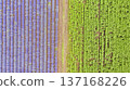 Aerial view of lavender field. 137168226