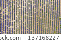 Aerial view of lavender field. 137168227