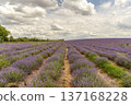 Beauty lavender flowers field. 137168228