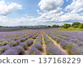 Beauty lavender flowers field. 137168229