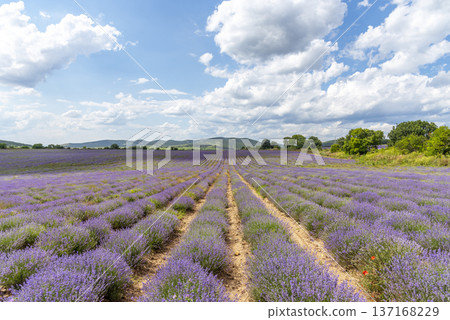 Beauty lavender flowers field. Beauty lavender flowers field. 137168229