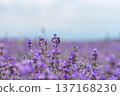 Blooming lavender in a field at sunset. 137168230