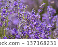 Blooming lavender in a field at sunset. 137168231