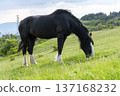 Horses on the meadow. 137168232