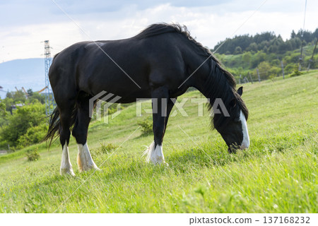 Horses on the meadow. Horses on the meadow. 137168232