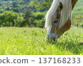 Horses on the meadow. 137168233