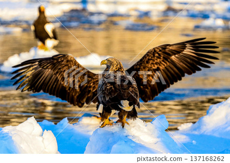 A powerful moment when two Steller's sea eagles spread their wings on drift ice (Hokkaido, winter) A powerful moment when two Steller's sea eagles spread their wings on drift ice (Hokkaido, winter) 137168262
