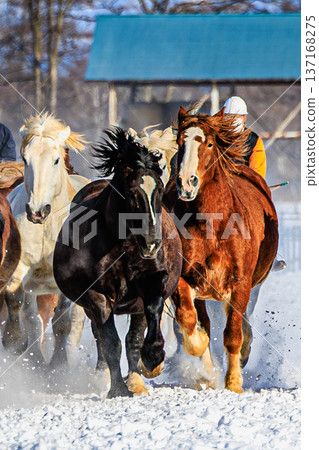 馬兒奔跑揚起漫天飛雪-十勝馬尾賽馬場上動感十足的一幕 馬兒奔跑揚起漫天飛雪-十勝馬尾賽馬場上動感十足的一幕 137168275