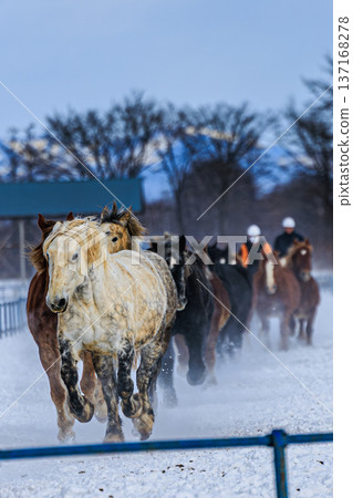 駿馬馳騁於雪原之上,人類活動穿梭其間:十勝馬尾的一刻 駿馬馳騁於雪原之上,人類活動穿梭其間:十勝馬尾的一刻 137168278