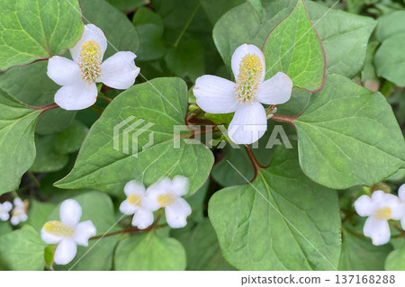 魚腥草花 137168288