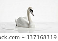 Elegant white swan floating in milk pool, luxury minimal surreal aesthetic 137168319