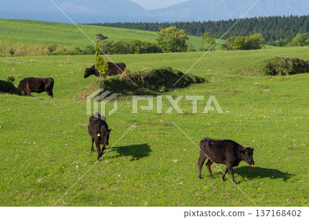 Grazing Bungo beef and Mount Aso Grazing Bungo beef and Mount Aso 137168402
