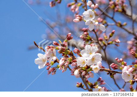 櫻花盛開 137168432