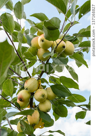 Abundant green apples growing on tree branches, signifying fresh harvest, healthy eating, and sustainable agriculture in a natural setting Abundant green apples growing on tree branches, signifying fresh harvest, healthy eating, and sustainable agriculture in a natural setting 137168827
