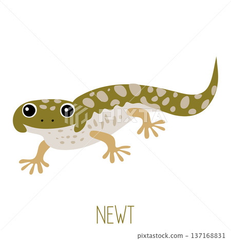 Green spotted newt amphibian vector illustration on white 137168831