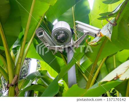 Musa Basyo flower. Tropical tree bud.Leaves background. Japanese banana bush Musa Basyo flower. Tropical tree bud.Leaves background. Japanese banana bush 137170142