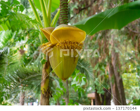 Musa Basyo flower. Tropical tree bud.Leaves background. Japanese banana bush Musa Basyo flower. Tropical tree bud.Leaves background. Japanese banana bush 137170144
