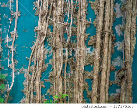 Roots on the wall. Loach growing on concrete. Loach with a dense trunk. background of plants creeping along the wall 137170163