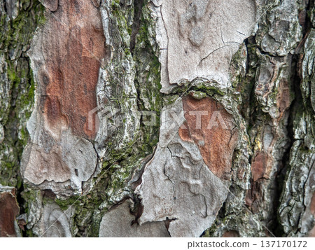Tree bark close-up. Tree bark structure. Wood background. Natural texture. Uneven surface. Tree bark close-up. Tree bark structure. Wood background. Natural texture. Uneven surface. 137170172