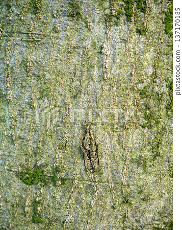 Tree bark close-up. Tree bark structure. Wood background. Natural texture. Uneven surface. Tree bark close-up. Tree bark structure. Wood background. Natural texture. Uneven surface. 137170185
